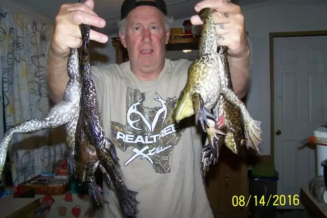 Bull Frogs galore on Sabine River