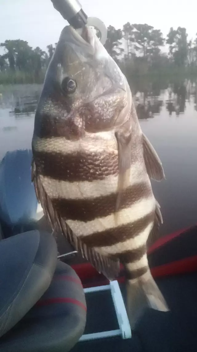Big Sheepshead from Sabine River Marsh