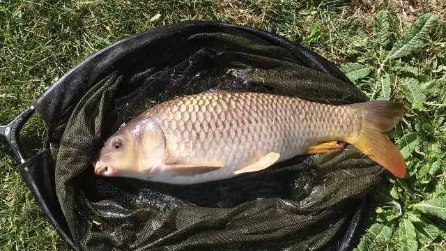 Nice common