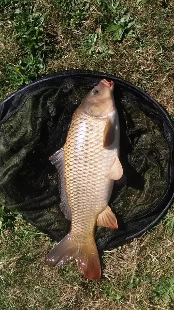 Another common
