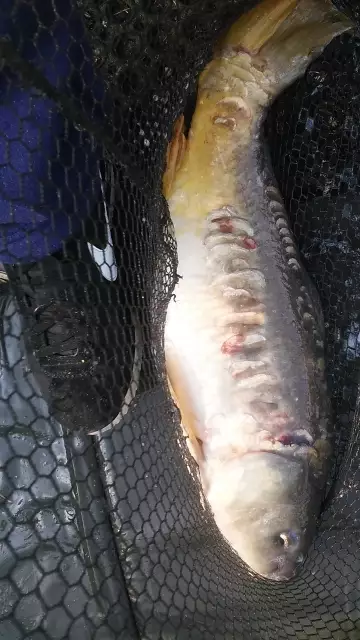 8lb mirror