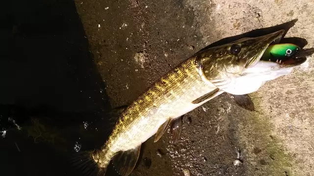 My first pike
