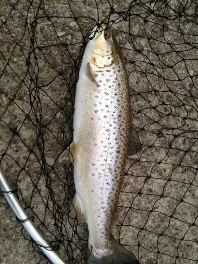 Chrome brown trout
