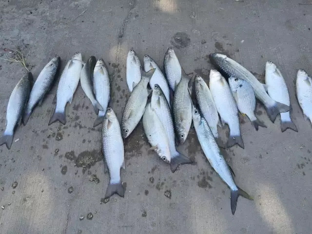 SEA MULLET (BANAK)