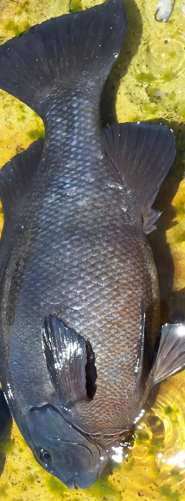 Rock blackfish 62cm 7kgs
