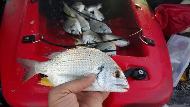 Kayak fishing in Jubail