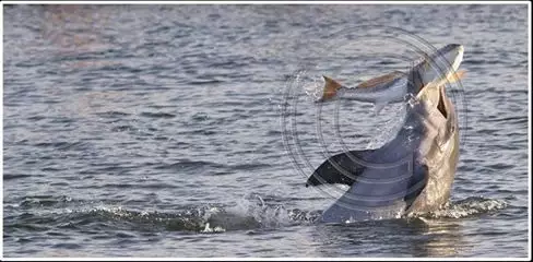 Dolphin with redfish
