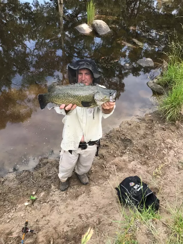 Murray Cod