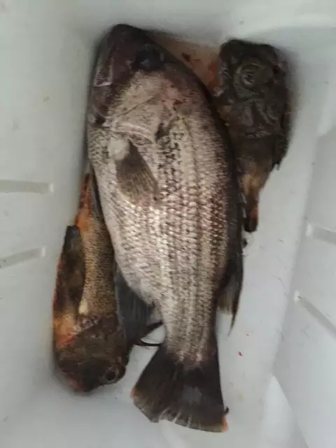 Dhufish