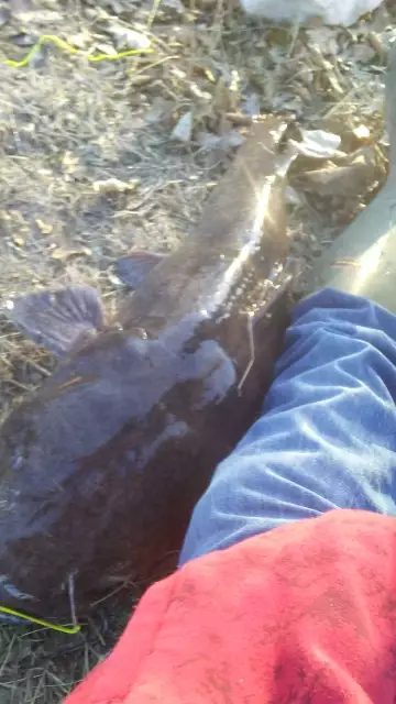 Long as my leg and bigger round than my thigh!