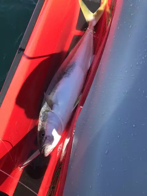 Caught and released off my Jetski
