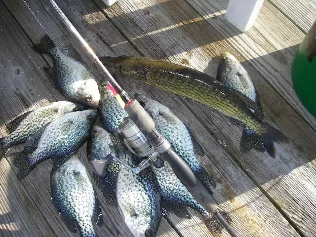 2/6/17 Crappie