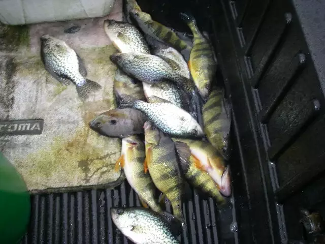 Crappie and yellow perch 2/12/17