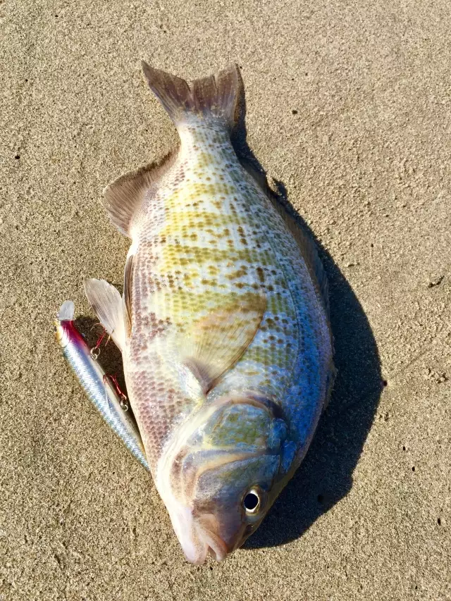 Lucky Craft Lures