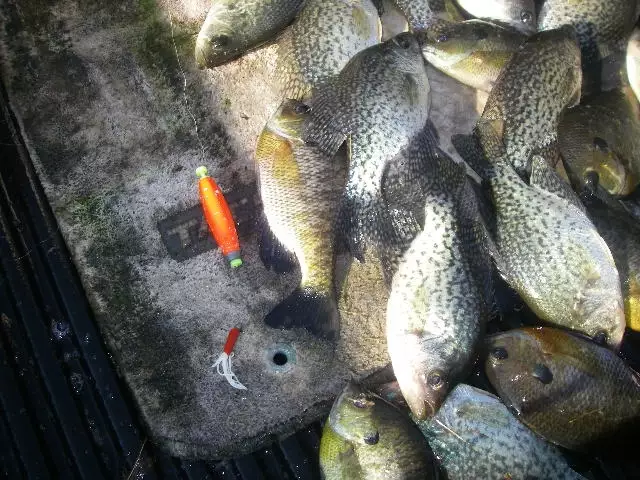 1/16th jig with tube bait under a weighted bobber for crappie.