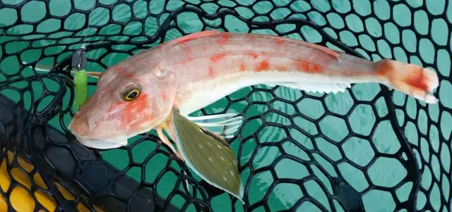 good sized gurnard on a gulp lime tiger softbait