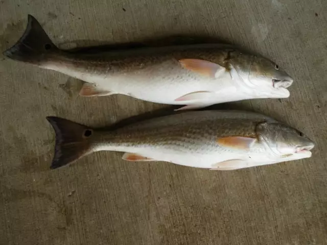 Red Fish