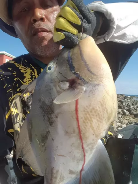 Trigger fish