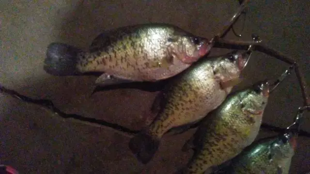 Crappie outta kansas