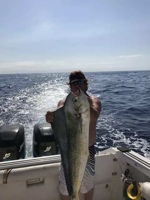 Mahi