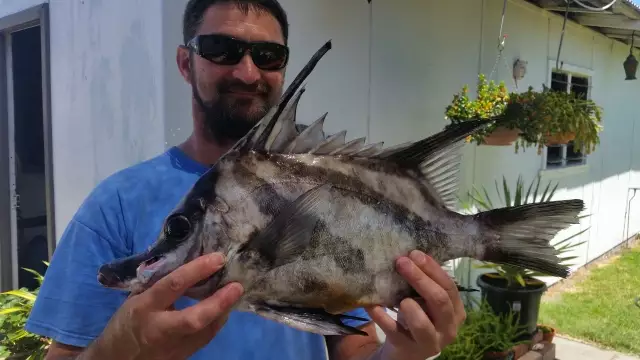 Boar fish