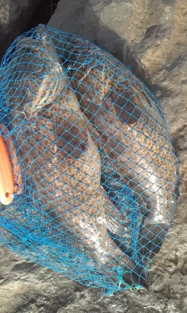 Marina Mall Breakwater Fishing 19May2017