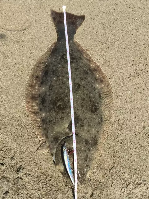 Just for the halibut