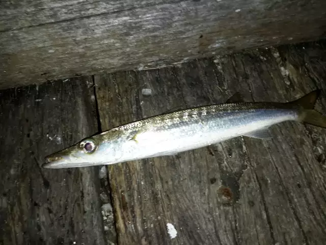 Last night at the Urangan Pier