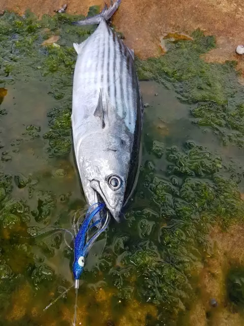 Bonito