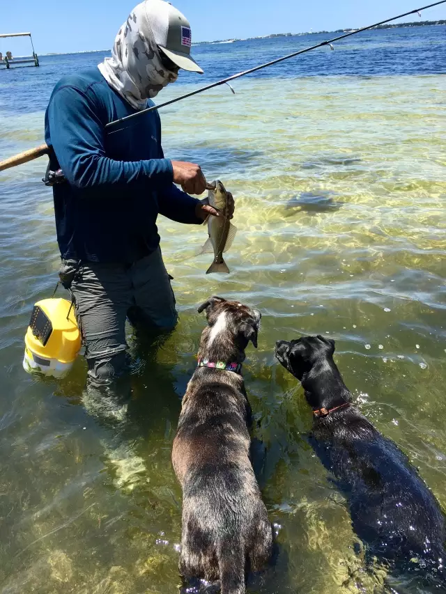 The dogs love chasing fish!