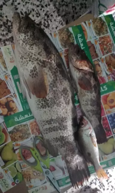 MARINA MALL BREAKWATER FISHING 23June2017
