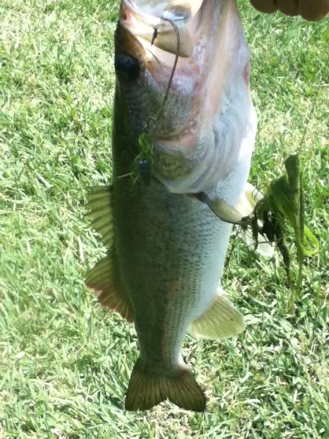bass
