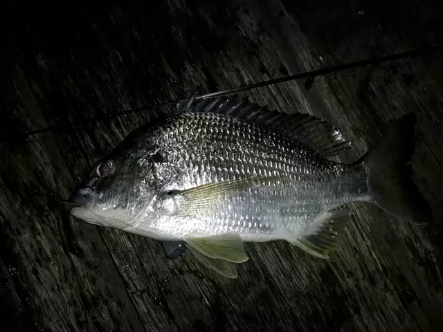 Yellowfin Bream