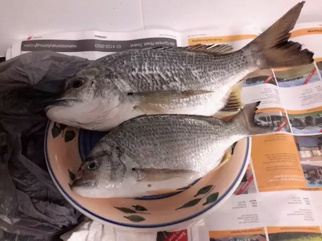 Yellowfin Bream....again,..end of Urangan Pier