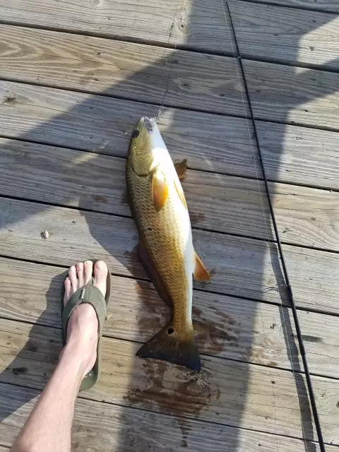 Red Drum/Red Fish