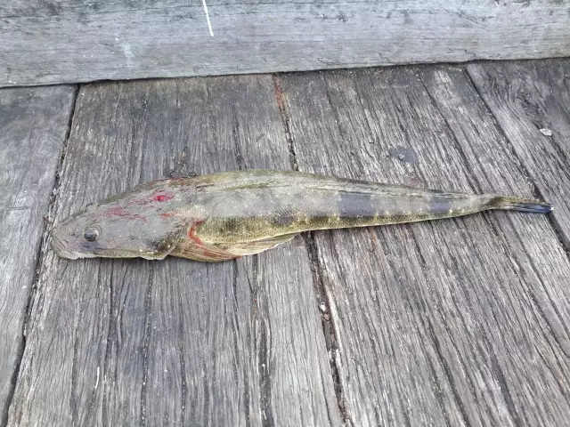 43cm Dusky Flathead, Urangan Pier