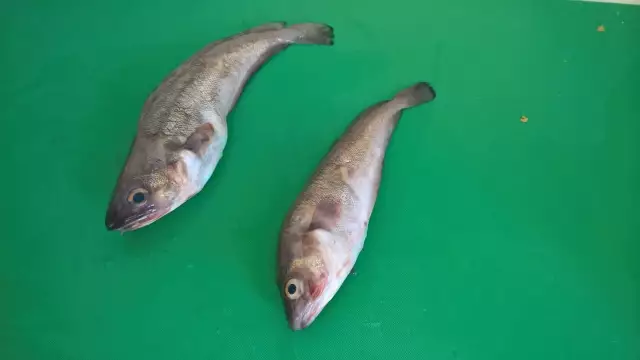 can anyone tell me what fish is this ?