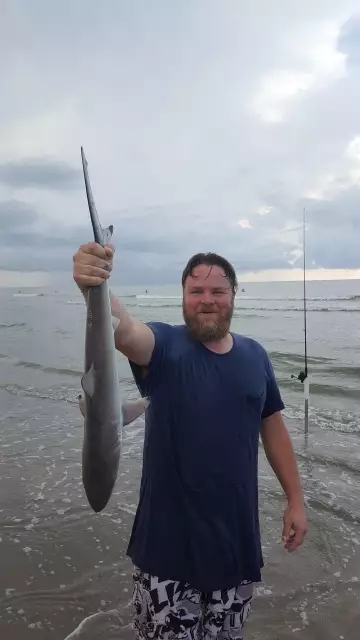 5 Sharks to go with our rays