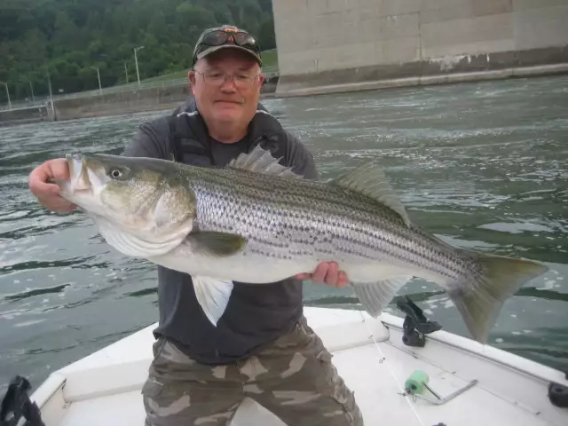 Striped Bass