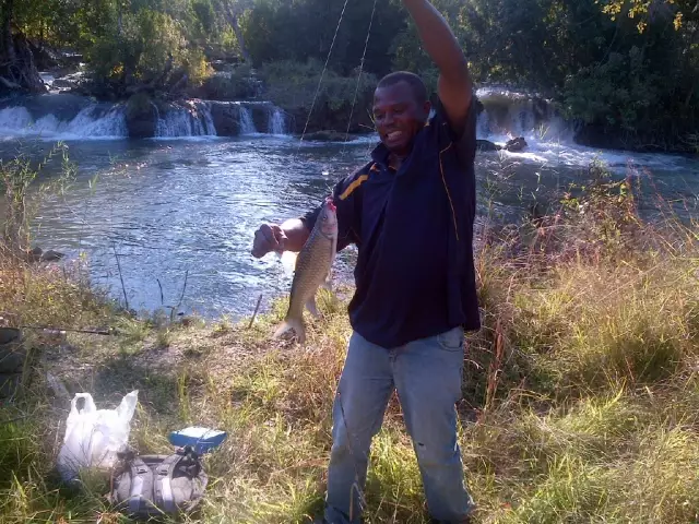 Yellow fish Zambia