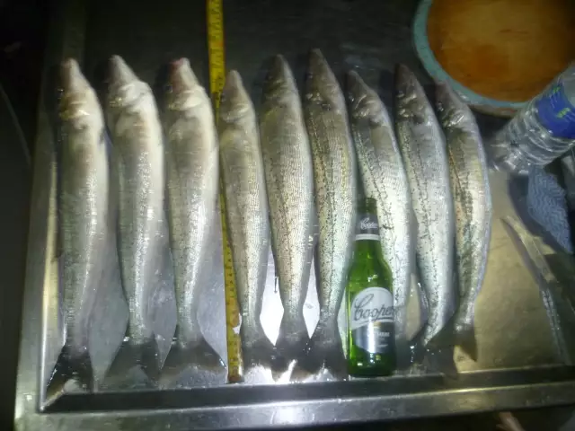 Some 48cm Whiting from Foul Bay recently