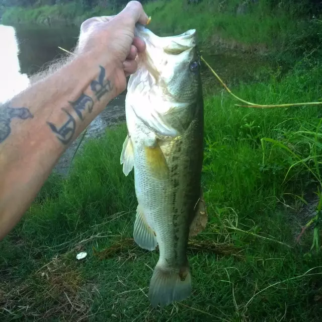 Bass August 20,2017