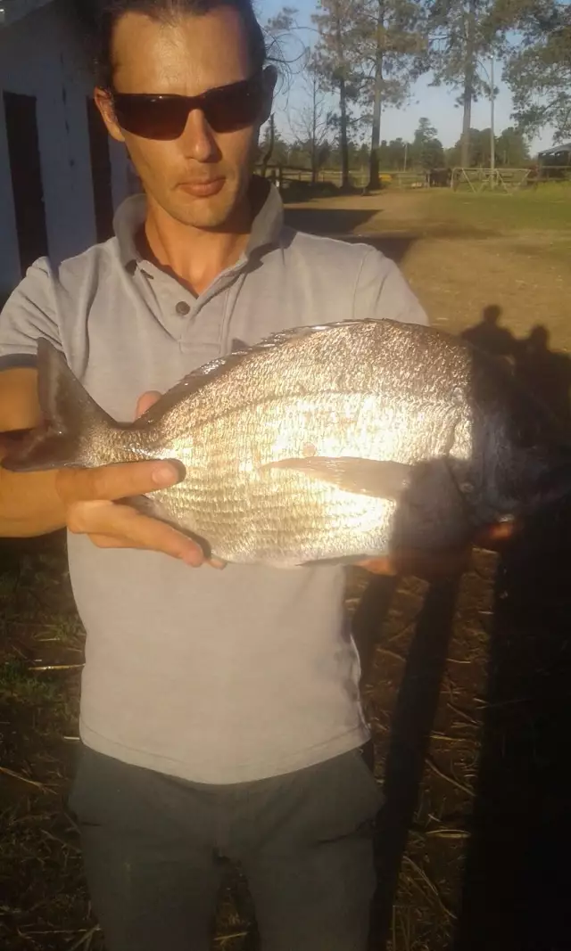 Bronze Bream