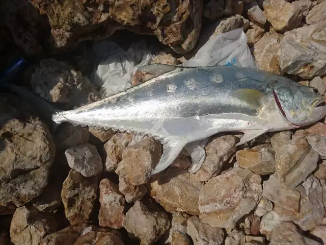 2nd 5kg Queenie
