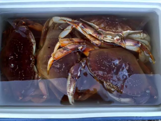 Dungeoness crabs