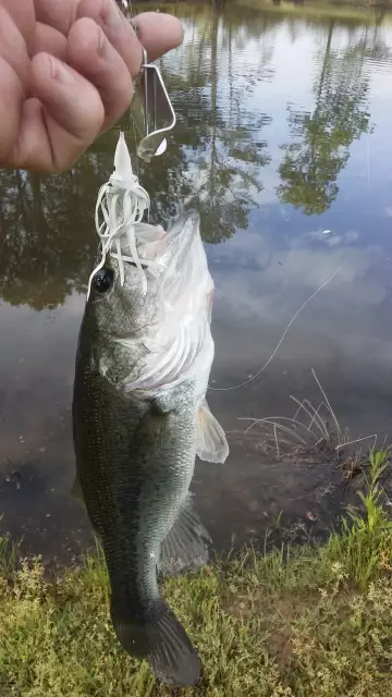 buzzbait action