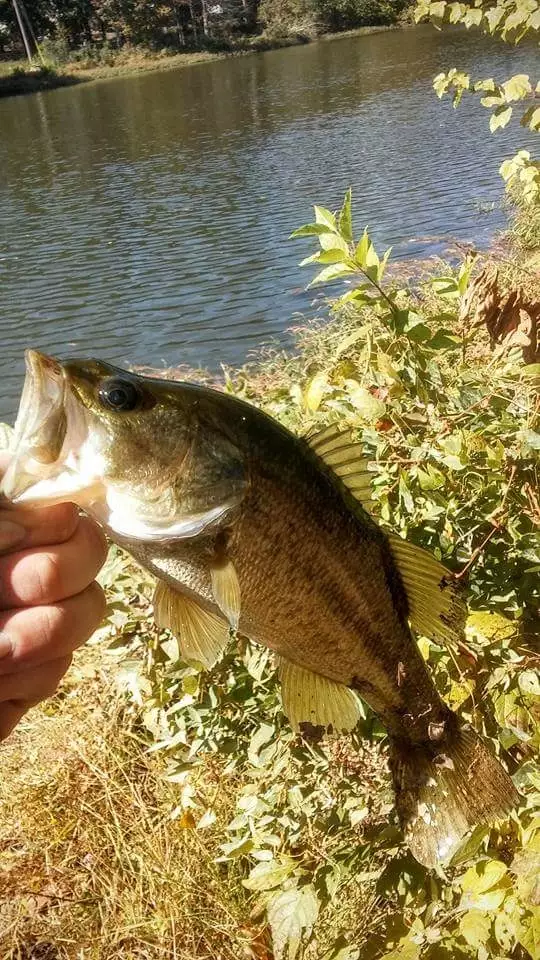 nice day to fish