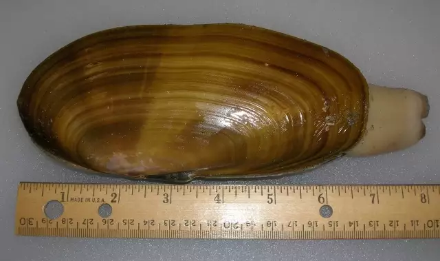 Razor clams