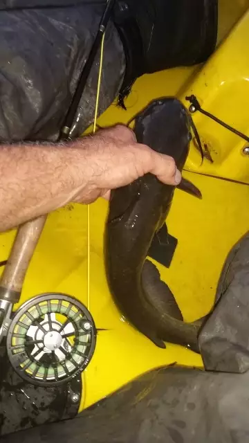 Potomac Cat on a Fly