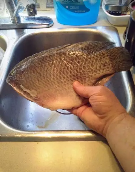 Florida Canal Tilopia
